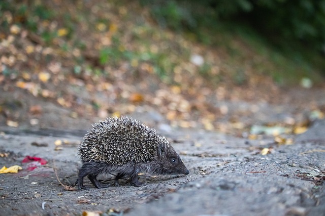 根廷队内的 根廷队内的